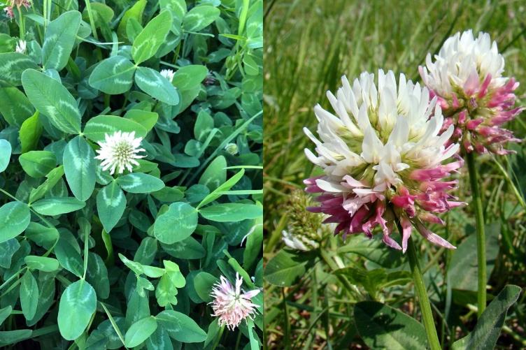 An image of kura clover in a field.