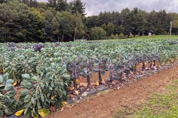 Brussels sprout plants at UNH's Woodman Horticultural Research Farm.