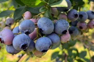 A cluster of blueberries taken at the blueberry orchard at the Woodman Horticultural Research Farm.