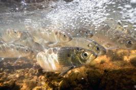 A school of alewives swimming in the water.